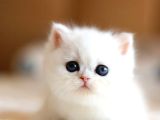 Masmavi Gözlü Ns1133 British Shorthair