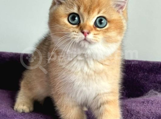 İnci Tanemiz Golden Ny12 British Shorthair görsel