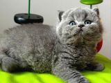 Yuvarlak Kafa Gri British Shorthair