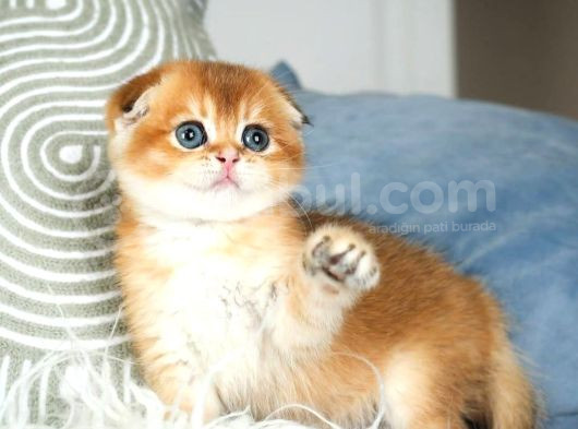 Büyüleyi̇ci̇ Güzelli̇ği̇ İle Golden Scotti̇sh Fold görsel