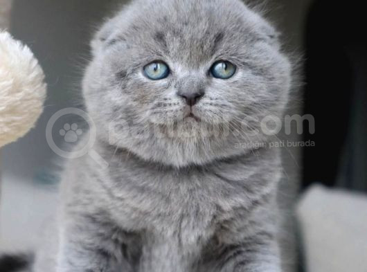 Duman Grisi Scottish Fold Shorthair