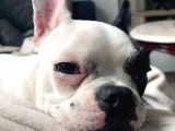 12 AYLIK DİŞİ FRENCH BULLDOG MASKELİİİ