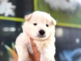 Samoyed