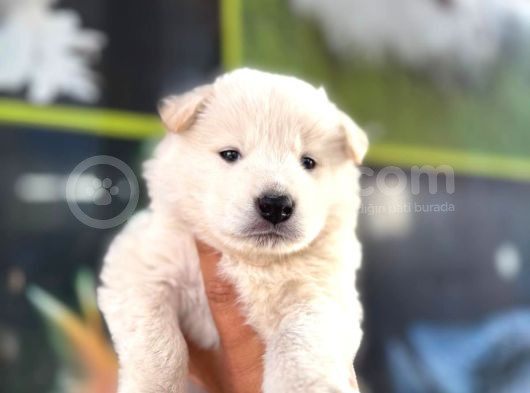 Samoyed görsel