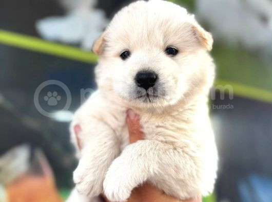 Samoyed görsel