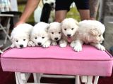 SAMOYED
