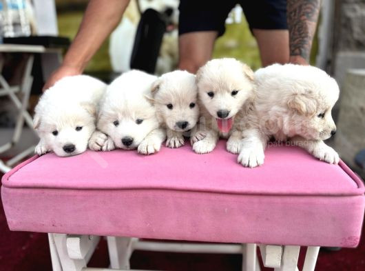 Samoyed