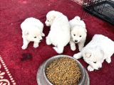 Samoyed