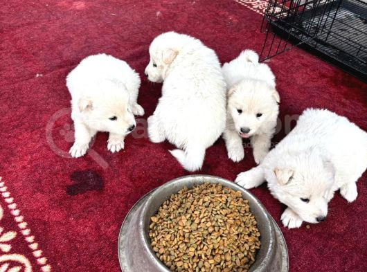Samoyed görsel