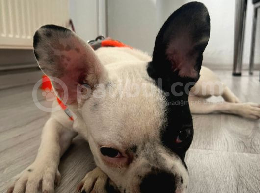 12 Aylik Di̇şi̇ French Bulldog Maskeli̇i̇i̇ görsel
