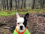 12 Aylik Di̇şi̇ French Bulldog Maskeli̇i̇i̇