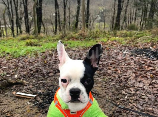 12 Aylik Di̇şi̇ French Bulldog Maskeli̇i̇i̇ görsel