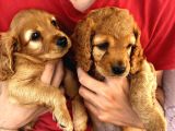 2 Aylık Maltipoo Bebeklerimiz