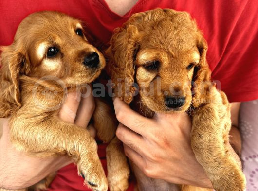 2 Aylık Maltipoo Bebeklerimiz görsel