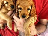 2 Aylık Maltipoo Bebeklerimiz