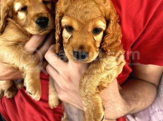 2 Aylık Maltipoo Bebeklerimiz görsel
