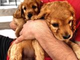 2 Aylık Maltipoo Bebeklerimiz