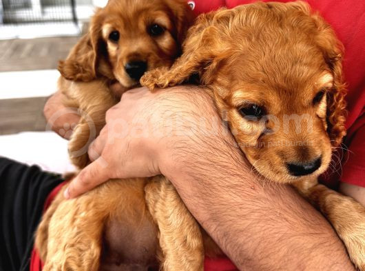 2 Aylık Maltipoo Bebeklerimiz görsel