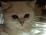 Yetişkin British Shorthair Sahiplendirme