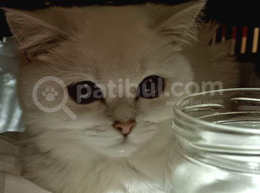 Yetişkin British Shorthair Sahiplendirme görsel