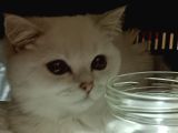 Yetişkin British Shorthair Sahiplendirme