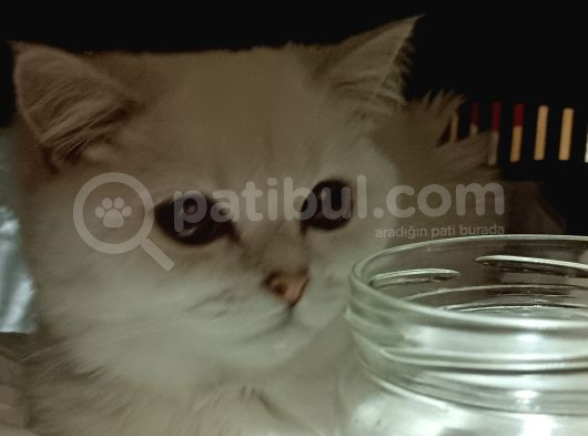 Yetişkin British Shorthair Sahiplendirme görsel