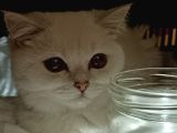 Yetişkin British Shorthair Sahiplendirme