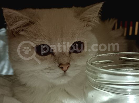 Yetişkin British Shorthair Sahiplendirme görsel