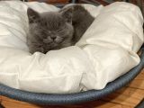 Yetişkin British Shorthair