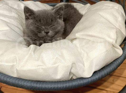Yetişkin British Shorthair görsel