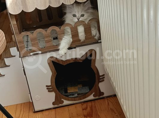 Yetişkin Sahiplendirme görsel