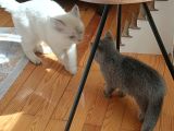 Yetişkin British Shorthair