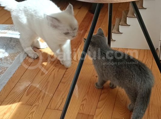 Yetişkin British Shorthair görsel
