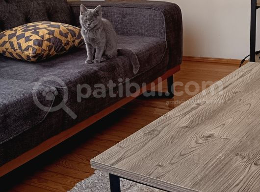 Yetişkin British Shorthair görsel