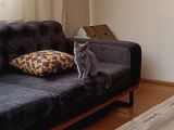 Yetişkin British Shorthair
