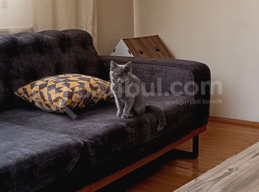 Yetişkin British Shorthair görsel