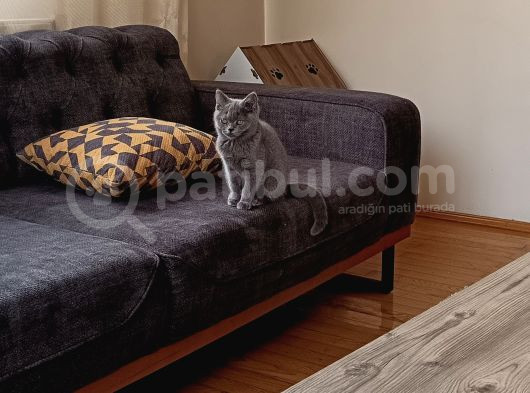Yetişkin British Shorthair