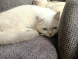 Yetişkin British Shorthair Sahiplendirme