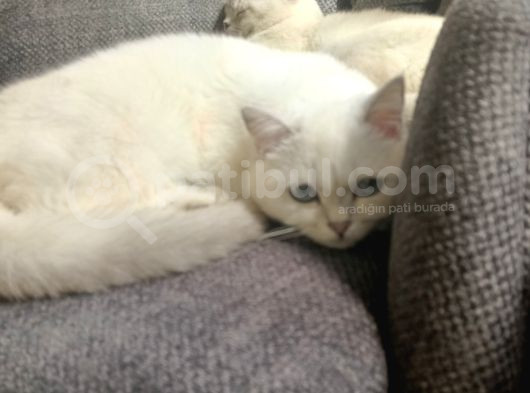 Yetişkin British Shorthair Sahiplendirme görsel