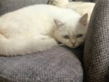 Yetişkin british Shorthair sahiplendirme