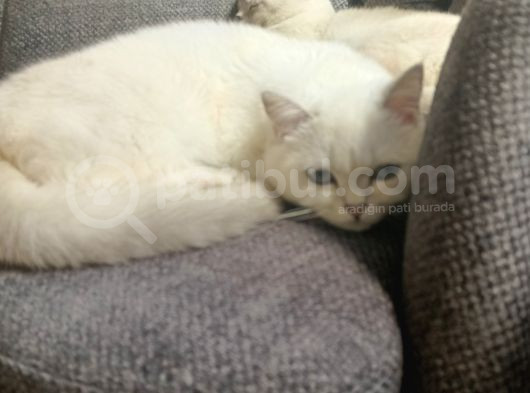 Yetişkin British Shorthair Sahiplendirme