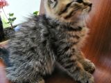 British Shorthair Bebekler