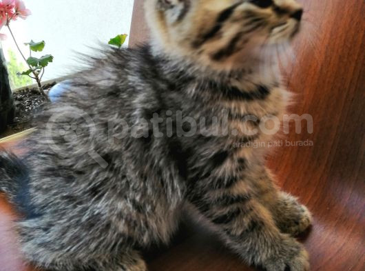 British Shorthair Bebekler görsel