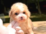 Teacup Particolor Maltipoo Yavru