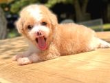 Teacup Particolor Maltipoo Yavru