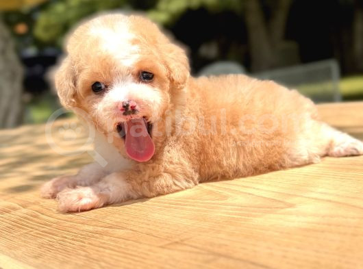 Teacup Particolor Maltipoo Yavru görsel