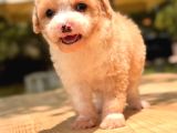 Teacup Particolor Maltipoo Yavru