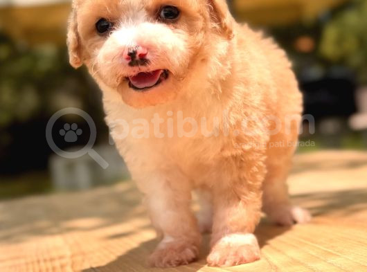 Teacup Particolor Maltipoo Yavru görsel