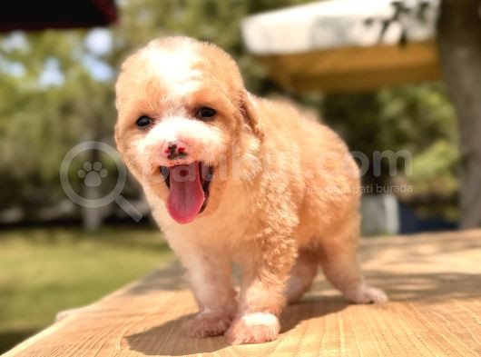 Teacup Particolor Maltipoo Yavru görsel
