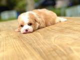 Teacup Particolor Maltipoo Yavru